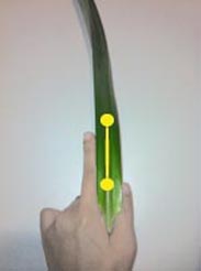 Heartland-Ambassador-grasshopper-step 1