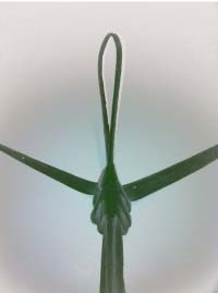 Heartland-Ambassador-grasshopper-step 13