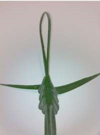 Heartland-Ambassador-grasshopper-step 14