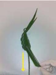 Heartland-Ambassador-grasshopper-step 16