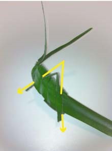 Heartland-Ambassador-grasshopper-step 20