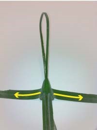 Heartland-Ambassador-grasshopper-step 8