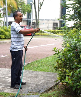 watering plants with rainwater