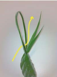 Heartland-Ambassador-grasshopper-step 15