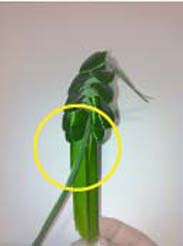 Heartland-Ambassador-grasshopper-step 17