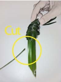 Heartland-Ambassador-grasshopper-step 18