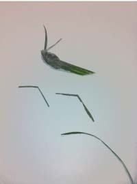 Heartland-Ambassador-grasshopper-step 19