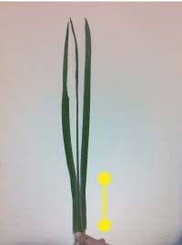 Heartland-Ambassador-grasshopper-step 2