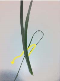 Heartland-Ambassador-grasshopper-step 3